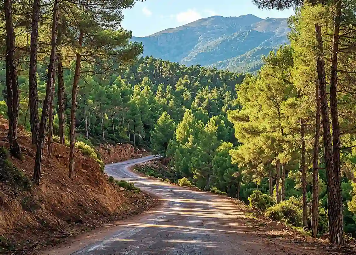 Azrou cedar forest and Middle Atlas road trip from Fes by rental car